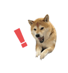 柴犬花ちゃん、もはや人間（個別スタンプ：3）