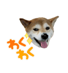 柴犬花ちゃん、もはや人間（個別スタンプ：4）