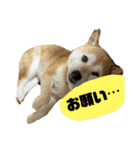 柴犬花ちゃん、もはや人間（個別スタンプ：5）