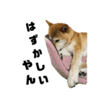 柴犬花ちゃん、もはや人間（個別スタンプ：7）