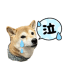 柴犬花ちゃん、もはや人間（個別スタンプ：8）