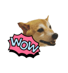 柴犬花ちゃん、もはや人間（個別スタンプ：12）