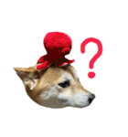 柴犬花ちゃん、もはや人間（個別スタンプ：13）