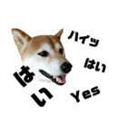 柴犬花ちゃん、もはや人間（個別スタンプ：14）