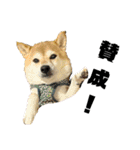 柴犬花ちゃん、もはや人間（個別スタンプ：16）