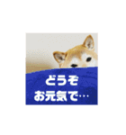 柴犬花ちゃん、もはや人間（個別スタンプ：17）