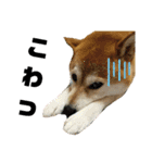柴犬花ちゃん、もはや人間（個別スタンプ：18）