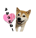 柴犬花ちゃん、もはや人間（個別スタンプ：19）