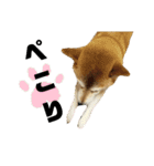 柴犬花ちゃん、もはや人間（個別スタンプ：20）