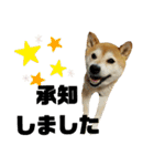 柴犬花ちゃん、もはや人間（個別スタンプ：21）