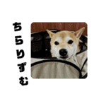 柴犬花ちゃん、もはや人間（個別スタンプ：22）