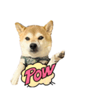柴犬花ちゃん、もはや人間（個別スタンプ：23）