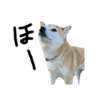 柴犬花ちゃん、もはや人間（個別スタンプ：24）