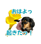 ダックスLoveちゃん42夏ーお花とグリーン（個別スタンプ：1）