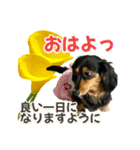 ダックスLoveちゃん42夏ーお花とグリーン（個別スタンプ：2）