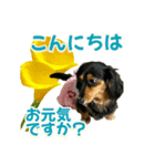 ダックスLoveちゃん42夏ーお花とグリーン（個別スタンプ：4）