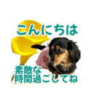 ダックスLoveちゃん42夏ーお花とグリーン（個別スタンプ：5）