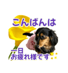 ダックスLoveちゃん42夏ーお花とグリーン（個別スタンプ：8）