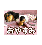 ダックスLoveちゃん42夏ーお花とグリーン（個別スタンプ：10）