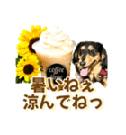 ダックスLoveちゃん42夏ーお花とグリーン（個別スタンプ：11）