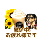ダックスLoveちゃん42夏ーお花とグリーン（個別スタンプ：12）