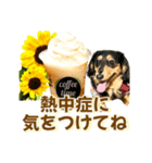 ダックスLoveちゃん42夏ーお花とグリーン（個別スタンプ：13）
