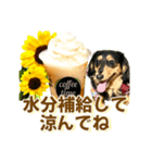 ダックスLoveちゃん42夏ーお花とグリーン（個別スタンプ：14）