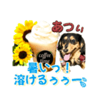 ダックスLoveちゃん42夏ーお花とグリーン（個別スタンプ：16）