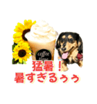 ダックスLoveちゃん42夏ーお花とグリーン（個別スタンプ：17）
