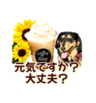 ダックスLoveちゃん42夏ーお花とグリーン（個別スタンプ：18）