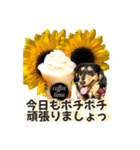 ダックスLoveちゃん42夏ーお花とグリーン（個別スタンプ：19）
