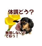 ダックスLoveちゃん42夏ーお花とグリーン（個別スタンプ：22）