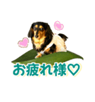 ダックスLoveちゃん42夏ーお花とグリーン（個別スタンプ：24）