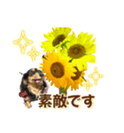 ダックスLoveちゃん42夏ーお花とグリーン（個別スタンプ：27）