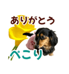 ダックスLoveちゃん42夏ーお花とグリーン（個別スタンプ：30）