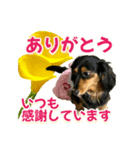 ダックスLoveちゃん42夏ーお花とグリーン（個別スタンプ：31）