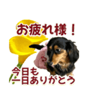 ダックスLoveちゃん42夏ーお花とグリーン（個別スタンプ：32）
