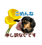 ダックスLoveちゃん42夏ーお花とグリーン（個別スタンプ：34）