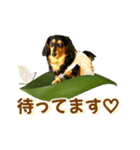 ダックスLoveちゃん42夏ーお花とグリーン（個別スタンプ：36）