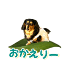 ダックスLoveちゃん42夏ーお花とグリーン（個別スタンプ：37）