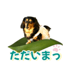 ダックスLoveちゃん42夏ーお花とグリーン（個別スタンプ：38）
