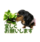 ダックスLoveちゃん42夏ーお花とグリーン（個別スタンプ：40）