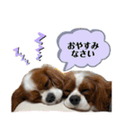 マルチーズ×ボーダーコリー×キャバリア（個別スタンプ：3）