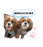 マルチーズ×ボーダーコリー×キャバリア（個別スタンプ：5）