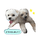 マルチーズ×ボーダーコリー×キャバリア（個別スタンプ：9）