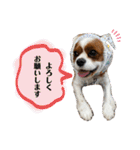 マルチーズ×ボーダーコリー×キャバリア（個別スタンプ：10）