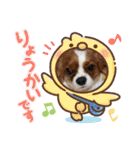 マルチーズ×ボーダーコリー×キャバリア（個別スタンプ：15）
