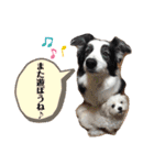 マルチーズ×ボーダーコリー×キャバリア（個別スタンプ：21）