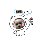 マルチーズ×ボーダーコリー×キャバリア（個別スタンプ：23）