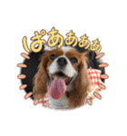 マルチーズ×ボーダーコリー×キャバリア（個別スタンプ：24）